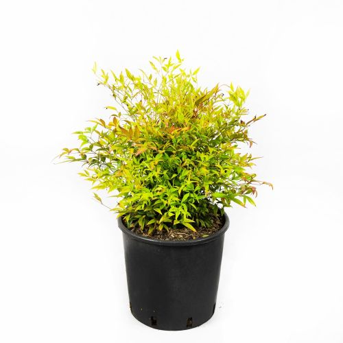 Нандина домашняя Gulf Stream с8/10 30/50 Nandina domestica Gulf Stream (И)
