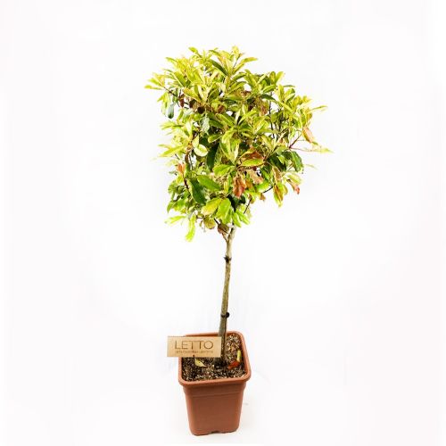 Фотиния пильчатая Pink Crispy 1/4 ШТАМБ декор.кашпо с14 100/120 Photinia serratifolia 1/4 Fusto (И)