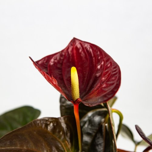 Антуриум Андре Anthurium Andreanum Delicata Just Perfection 50/14 (Н)