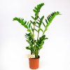 Замиокулькас Zamioculcas 4+ 65/14
