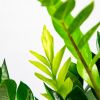 Замиокулькас Zamioculcas 8+ 50/14 (Н)
