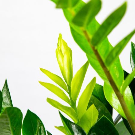 Замиокулькас Zamioculcas 8+ 50/14 (Н)
