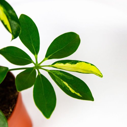 Шеффлера Герда Schefflera Gerda 45/13
