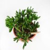 Крассула (толстянка) микс Crassula mix 38/23