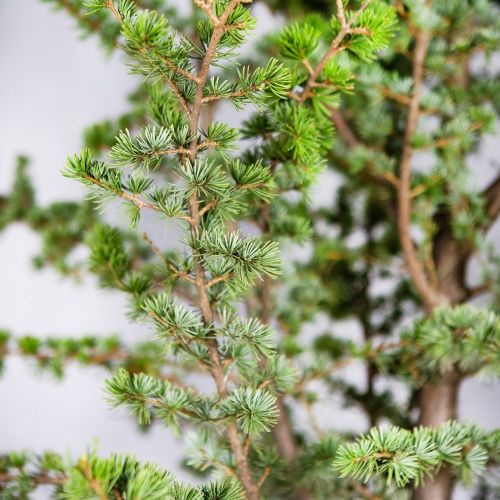 Кедр атласский Glauca с35 250/300 Cedrus atlantica Glauca (И)