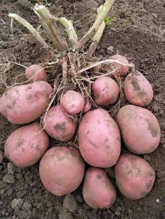 Картофель семенной Беллароза РС-1, семена весовые сетка 10кг