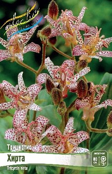 Трициртис Хирта Tricyrtis Hirta I 2шт, капер, Колорлайн