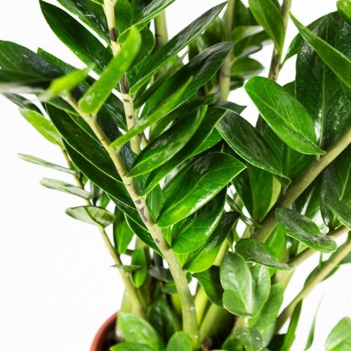 Замиокулькас замиелистный Zamioculcas zamiifolia 100/24