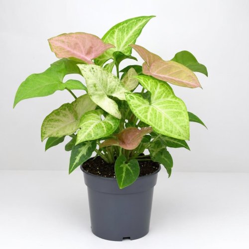 Сингониум микс Syngonium mix d10,5см
