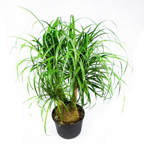Бокарнея разветвленная Beaucarnea branched 80/27 (Н)