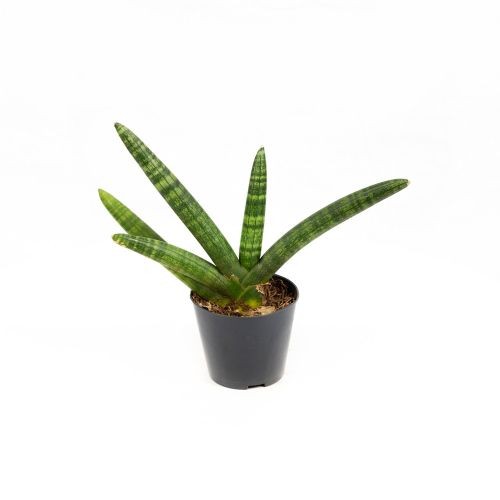 Сансевиерия цилиндрическая Sansevieria Twisted Stem 33/9