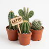 Кактус микс Cactus mix 10/7 (Н)