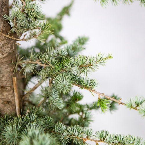 Кедр атласский Cedrus atlantica Glauca с10 (И)