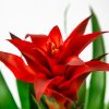 Гузмания Guzmania Chic 50/14