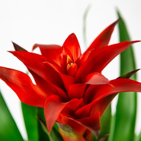Гузмания Guzmania Chic 50/14