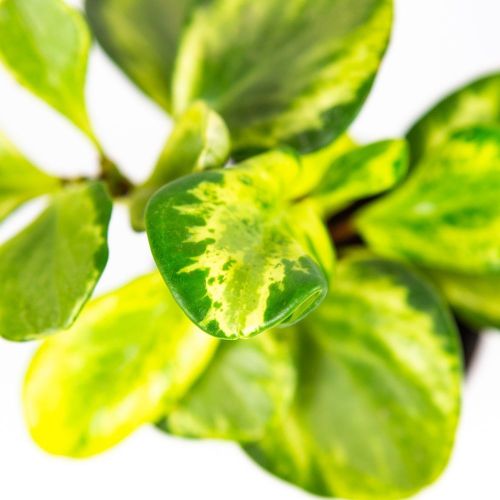 Пеперомия микс Peperomia mix р11