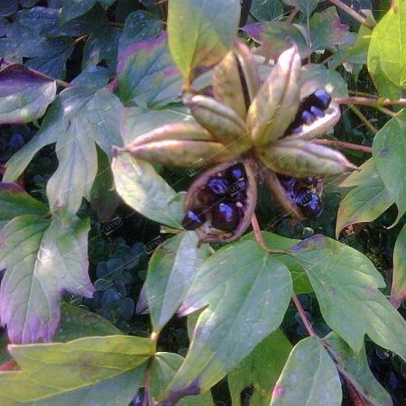 Пион молочноцветковый Paeonia lactiflora P11 (Н)