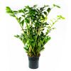 Замиокулькас Zamioculcas 10+ 100/21