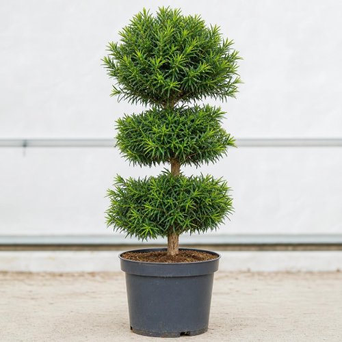 Тис ягодный ПОМ ПОН ТРИО Чаша с50 100/120 Taxus baccata POMPONS (И)