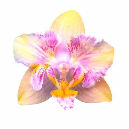 Фаленопсис Phalaenopsis PF 5301 (А57)