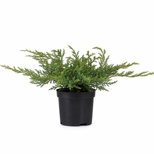 Можжевельник горизонтальный Juniperus horizontalis Wiltonii с3 (Дин)