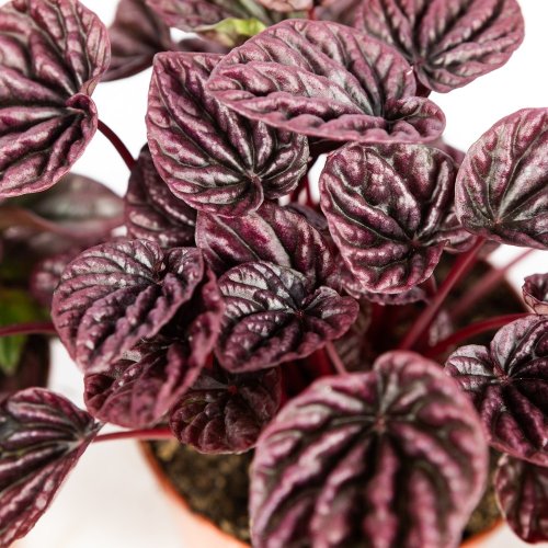 Пеперомия микс Peperomia mix 20/12 (Н)