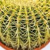 Эхинокактус Грузона Echinocactus grusonii 27/25 (Н)