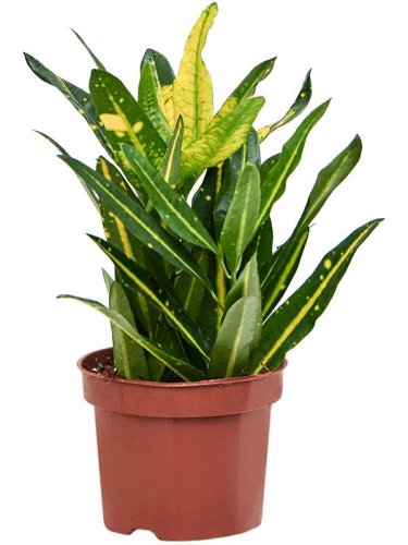 Кодиеум микс Codiaeum mix d10см