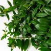 Эсхинантус микс Aeschynanthus mix 30/15