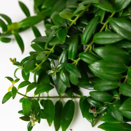 Эсхинантус микс Aeschynanthus mix 30/15