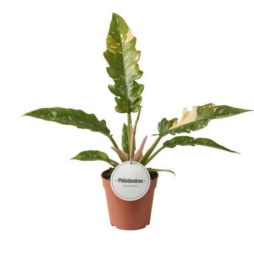 Филодендрон Нарроу Philodendron Narrow Ring Of Fire 40/12 (Н)