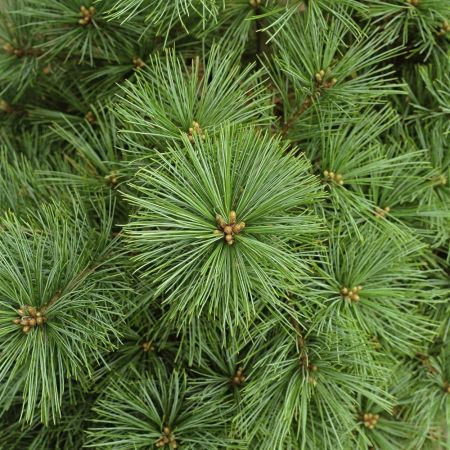 Сосна крымская 150/175 Pinus nigra subsp. pallasiana (К)
