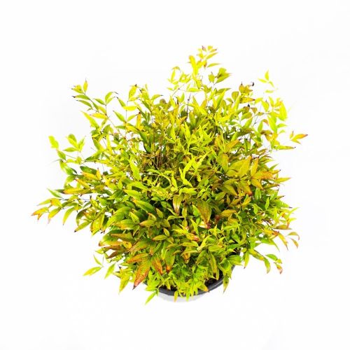 Нандина домашняя Gulf Stream с8/10 30/50 Nandina domestica Gulf Stream (И)