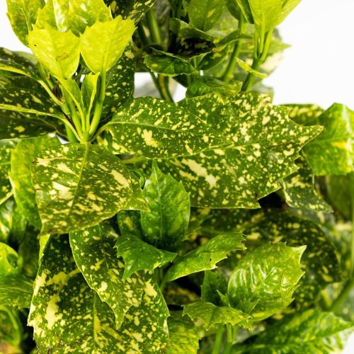 Аукуба японская Aucuba japonica Crotonifolia с7/10 40/60 (И)