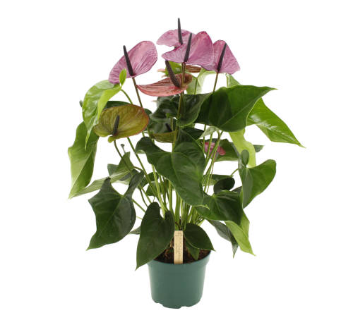 Антуриум Андре Anthurium andraeanum Louisiana amazone 6+ 65/17 (Н)