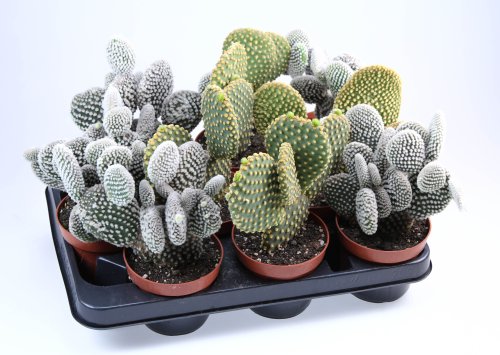 Опунция микс Opuntia mix 28/10,5 (Н)