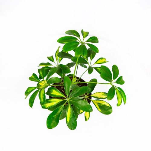 Шеффлера микс Schefflera mix р13