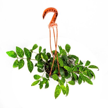 Эсхинантус Aeschynanthus Marmoratus 10/12