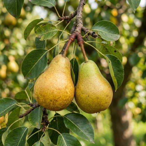 Груша обыкновенная в ассортименте полуштамб Pyrus communis in varieta 10л (И)