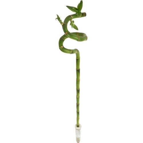 Драцена Сандера Лаки Бамбук Lucky Bamboo Stem Spiral 30cm In Tube Vase Colormi 30/6 (Н)
