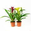 Бромелия микс Bromelia mix 40/12 (Н)