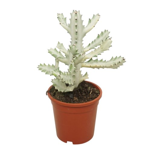 Эуфорбия (молочай) вариегатный белый Euphorbia Lactea Variegata White 40/17 (Н)