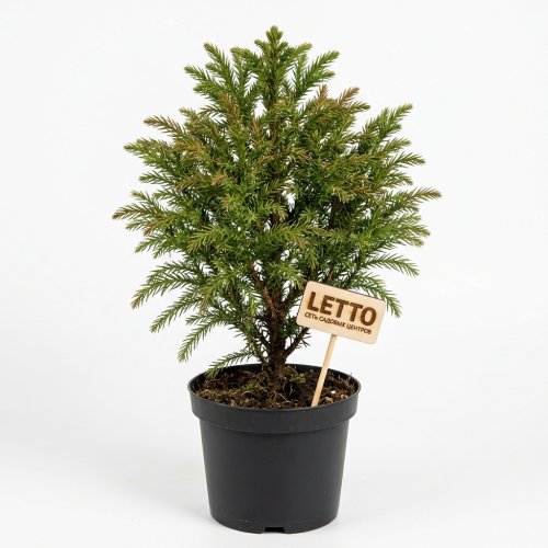 Криптомерия японская Cryptomeria japonica Compressa 35/19 (Н)