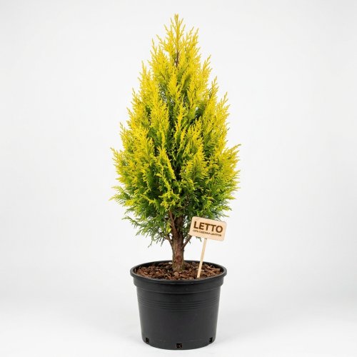 Купрессоципарис Лейланда Cupressocyparis Leylandii Gold Rider с30 200/250 (И)