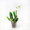 Фаленопсис 2 ствола Phalaenopsis 2st Tiny Dolls Mix 10+ 17/6 (Н)