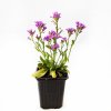 Рассада Арабис Spring Charm р9