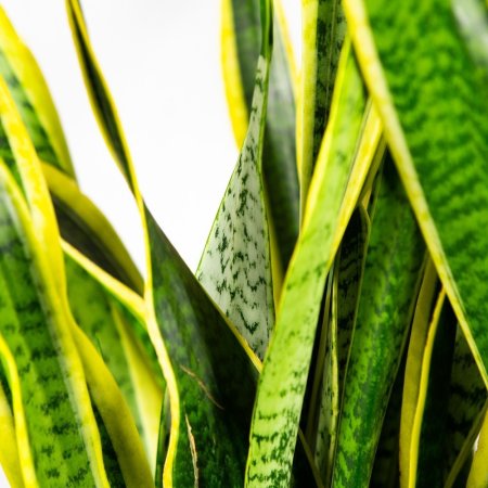 Сансевиерия трёхполосная Sansevieria laurentii 90/24 (Н)