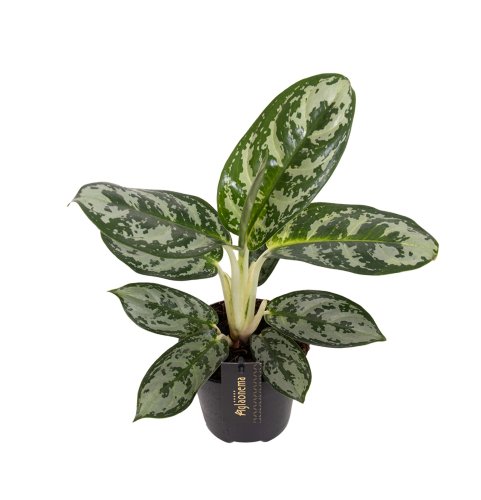 Аглаонема Амазон Сильвер Aglaonema  Amazon Silver 30/12 (Н)