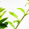 Замиокулькас Zamioculcas 10+ 100/21