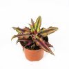 Криптантус микс Cryptanthus mix 10/9 (Н)